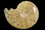 Polished Ammonite (Cleoniceras) Fossil - Madagascar #158269-1